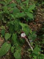 Image of Aristolochia nelsonii Eastwood