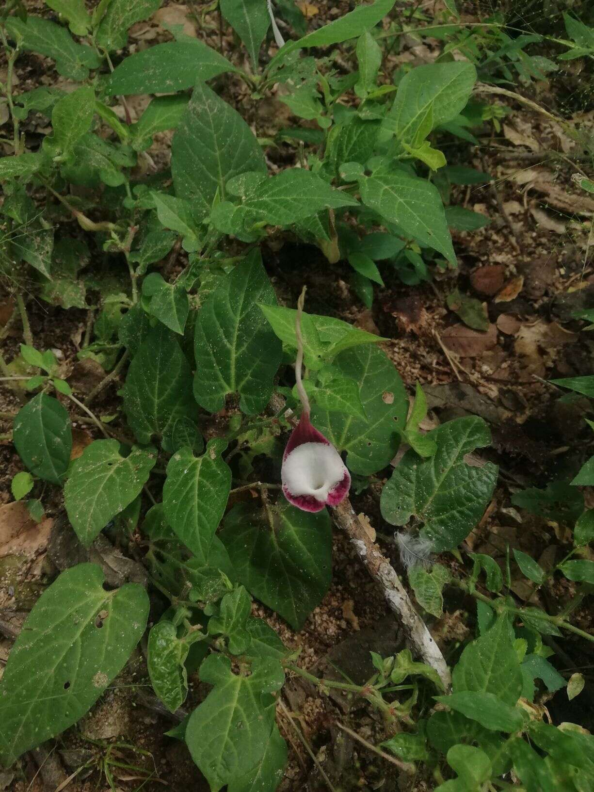 Image of Aristolochia nelsonii Eastwood