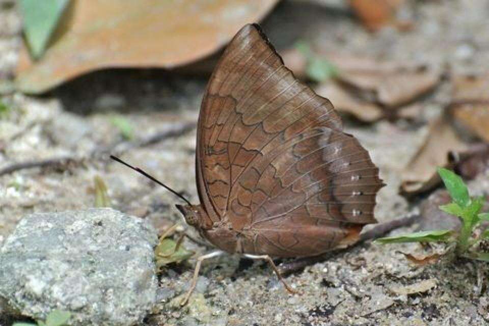 Imagem de Charaxes bernardus Fabricius 1793