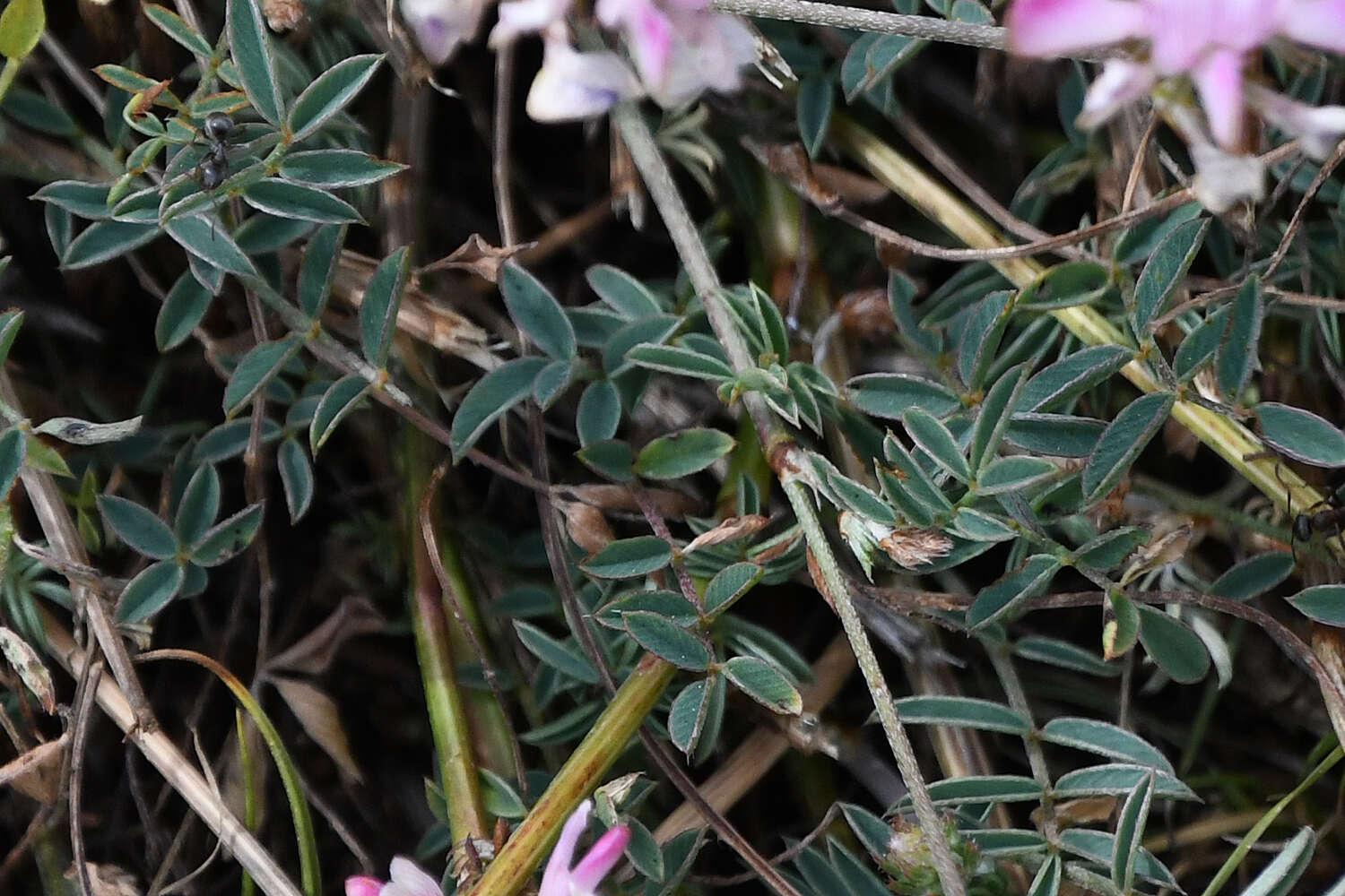 Слика од Onobrychis alba (Waldst. & Kit.) Desv.