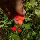 Image of Begonia pectennervia L. B. Sm. & Wassh.