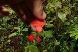 Image of Begonia pectennervia L. B. Sm. & Wassh.