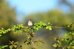 Imagem de Carduelis carduelis tschusii Arrigoni degli Oddi 1902