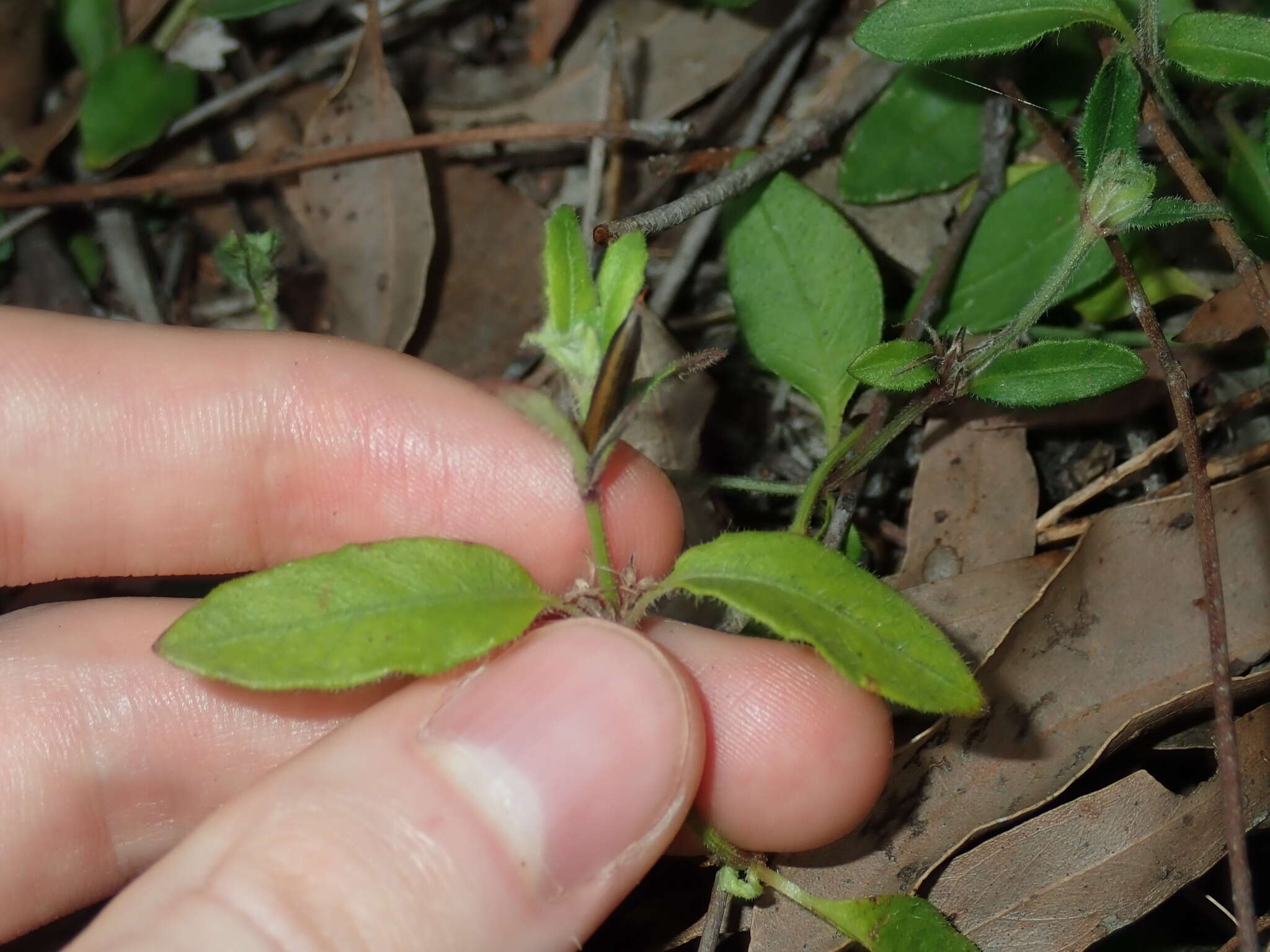 Sivun Brunoniella australis (Cav.) Bremek. kuva