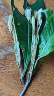 Image of Gardenia ovularis F. M. Bailey