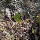 Image of <i>Coleus suaveolens</i>