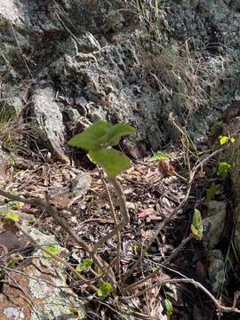 Image de <i>Coleus suaveolens</i>