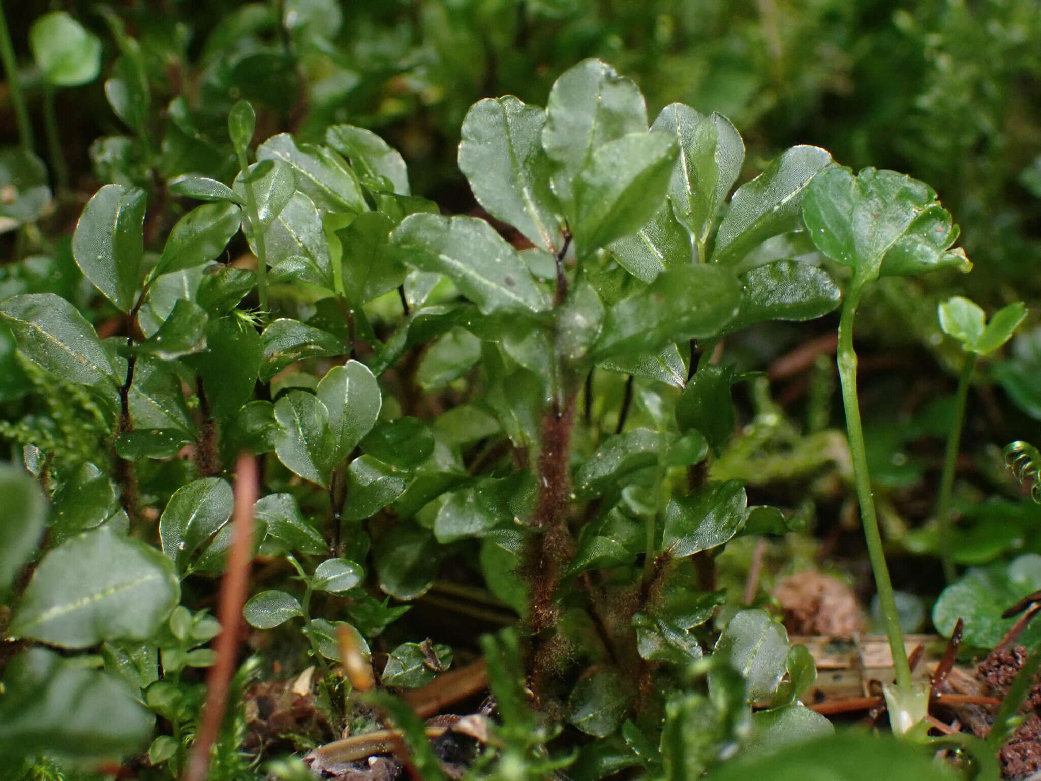 Image of grandleaf rhizomnium moss