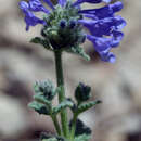 Nepeta supina Steven resmi