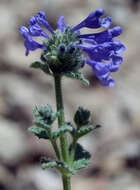 Image of Nepeta supina Steven