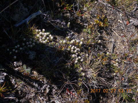 Image of Raoulia subsericea Hook. fil.