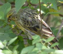 Image of White-bellied Canary