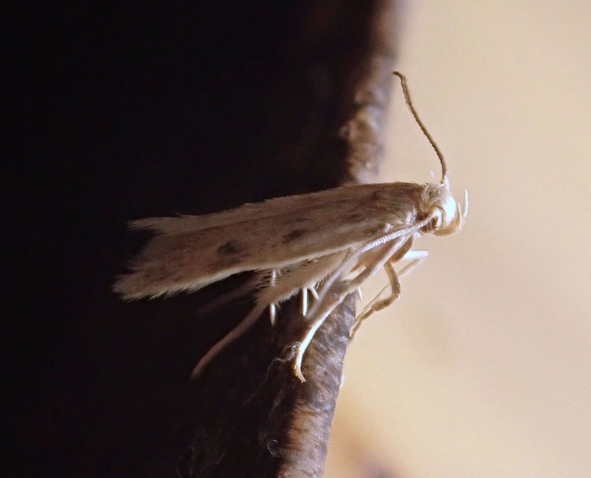 Image of Borkhausenia nefrax Hodges 1974