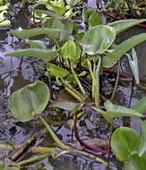 Image of Tropical Pickerelweed