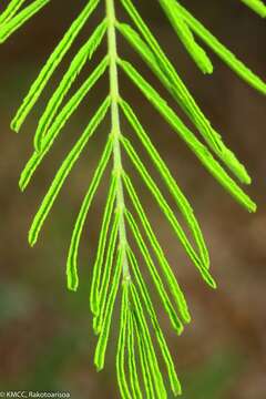 Image of Acacia minutifolia F. Muell.