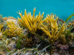 Image of Staghorn Coral