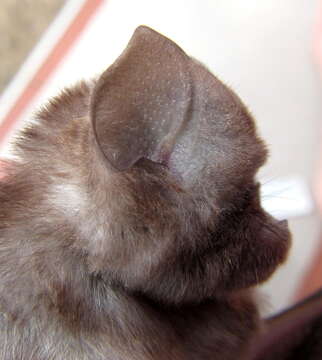 Image of Cape Leaf-nosed bat