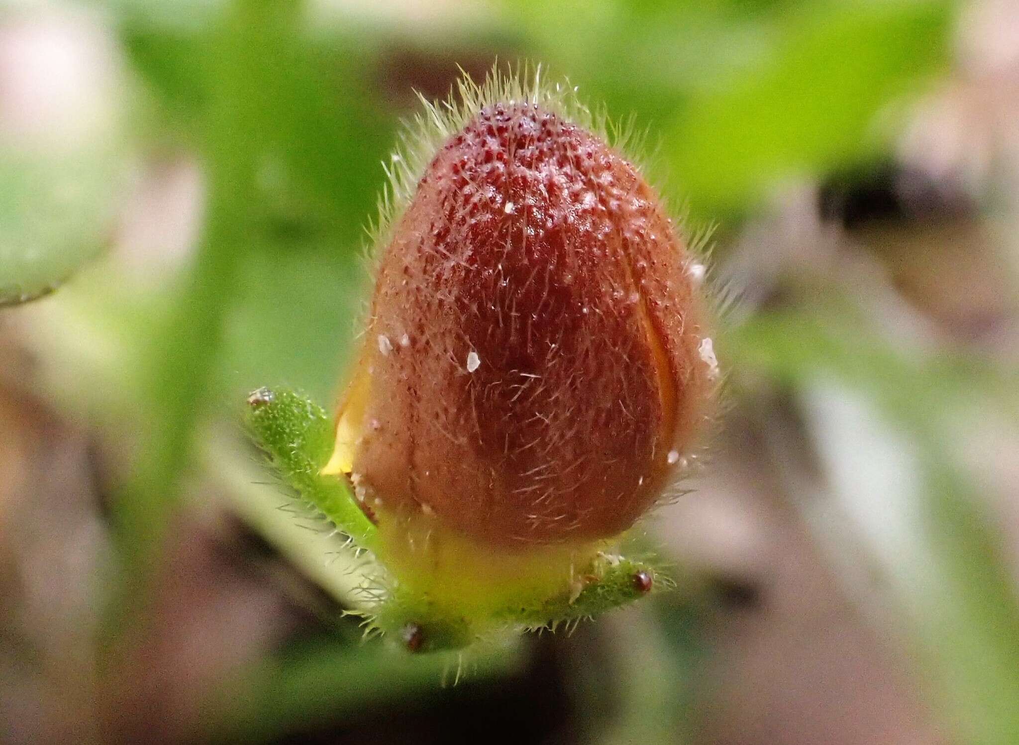 Imagem de Goodenia geniculata R. Br.