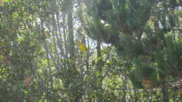 Image of Golden Grosbeak