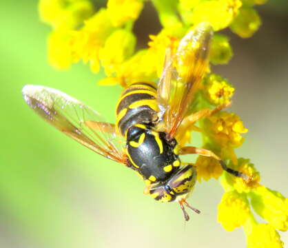 Image of Spilomyia liturata Williston 1887