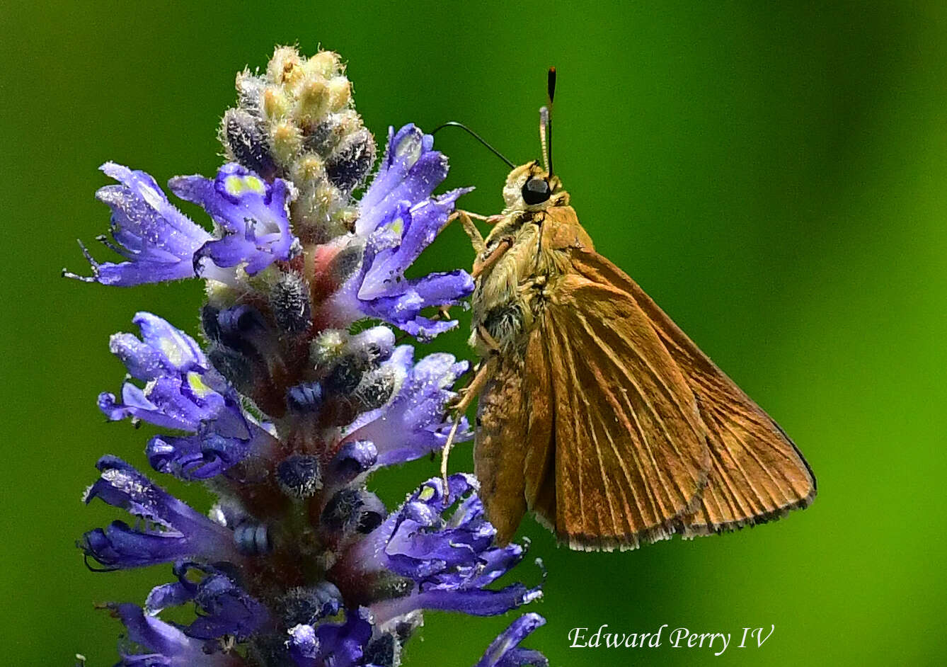 Image of Byssus Skipper