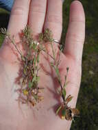 صورة Draba brachycarpa Nutt.