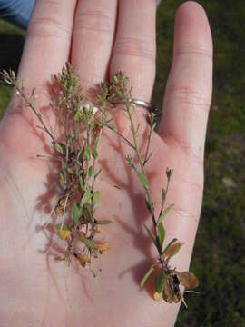 Image of shortpod draba