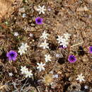 Sivun Ornithogalum nanodes F. M. Leight. kuva