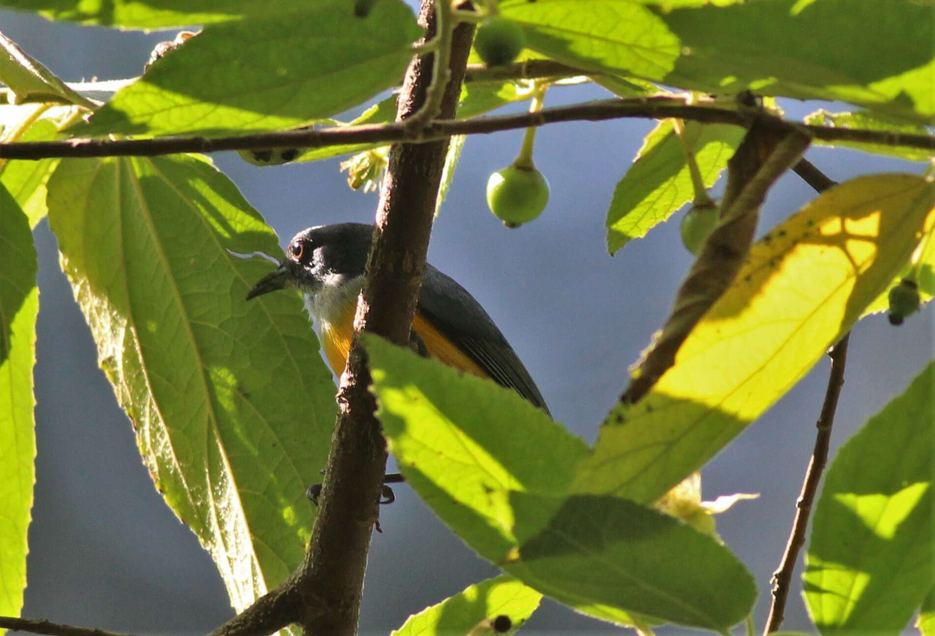 Image of Orange-bellied Flowerpecker