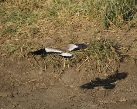 Image of African Wattled Lapwing