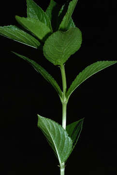 Image of Mercurialis ovata Sternb. & Hoppe