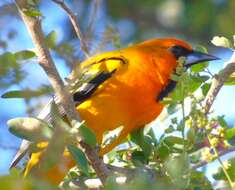 Image of Streak-backed Oriole