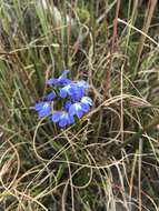 Image de Lobelia comosa L.