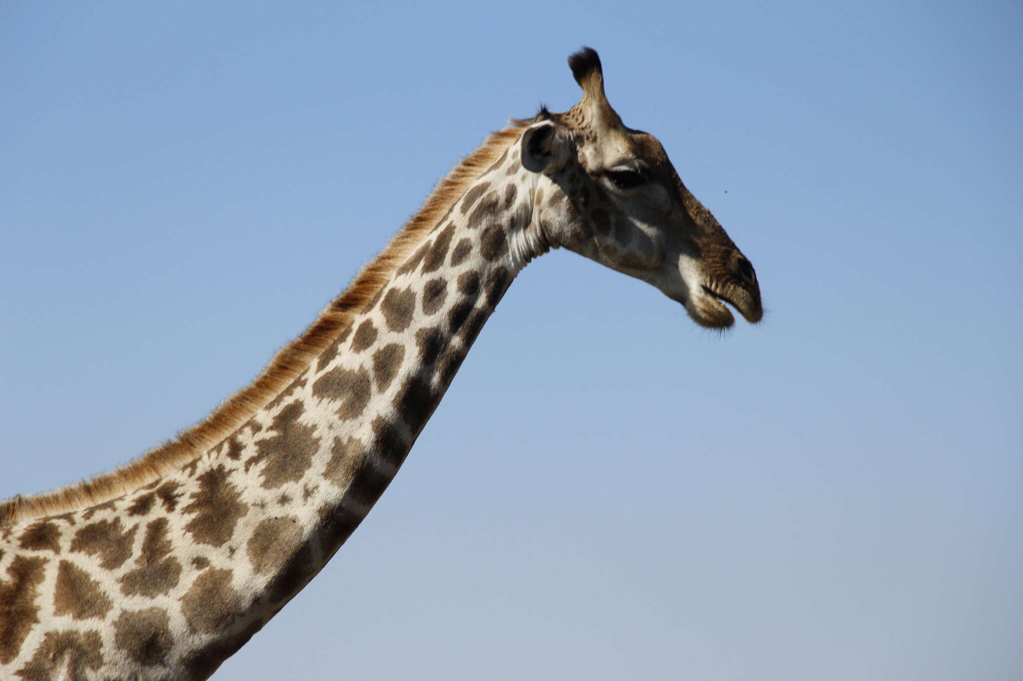 Image of Giraffe