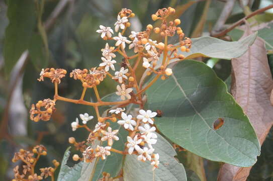 Image of Nectandra oppositifolia Nees & Mart. ex Nees