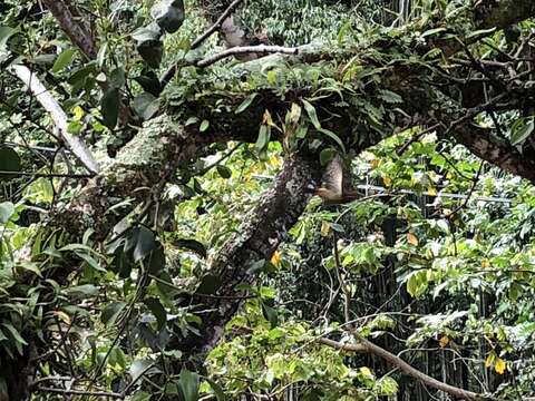 Image of Hispaniolan Woodpecker