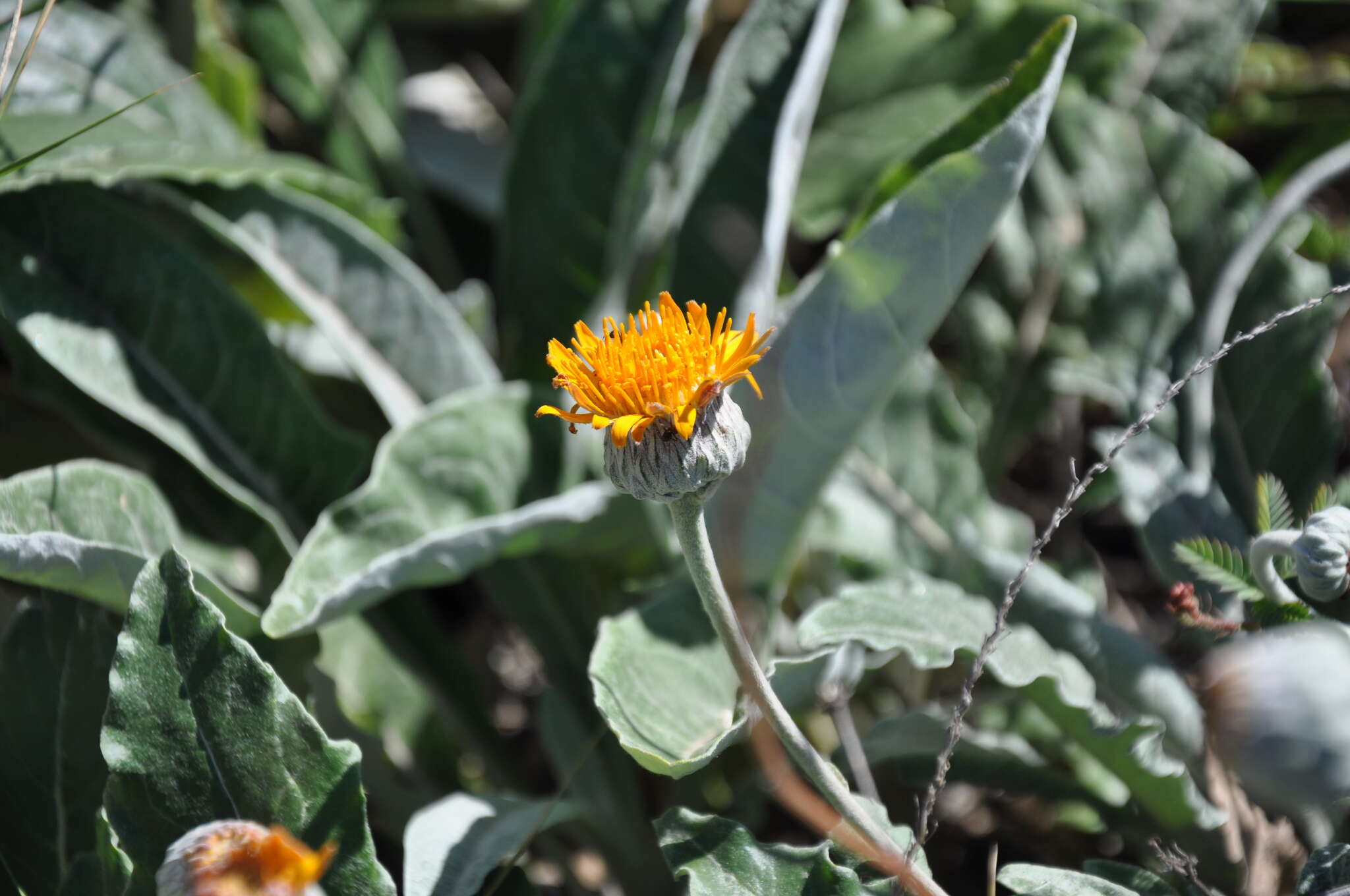 Image of Trichocline reptans (Wedd.) B. L. Rob.