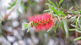 Image of Wallum bottlebrush