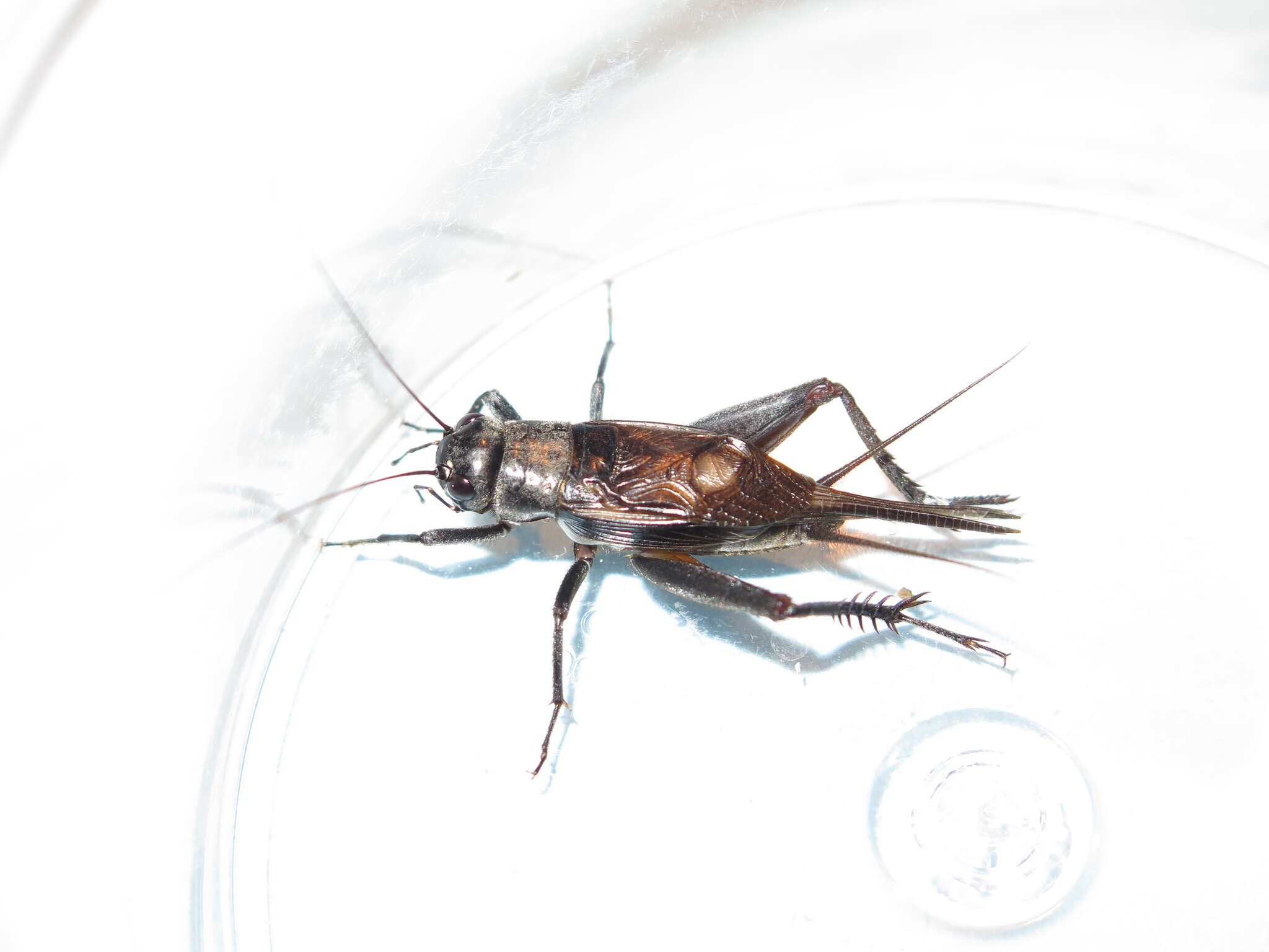 Image of Gryllus (Gryllus) saxatilis Weissman & Gray 2019