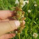 Image of Pedicularis venusta Schangin ex Bunge