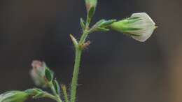 Image of Acmispon americanus var. americanus