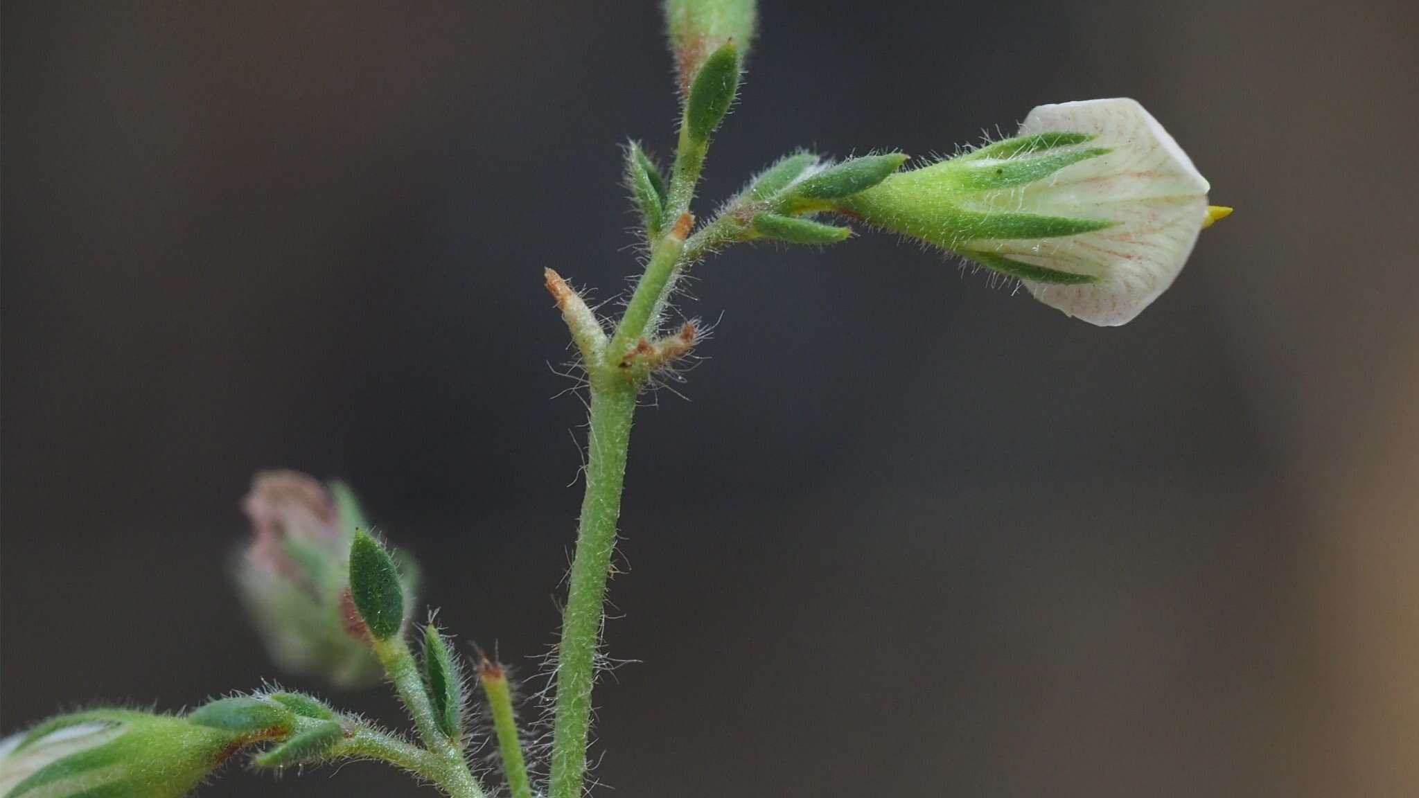 Image of Acmispon americanus var. americanus