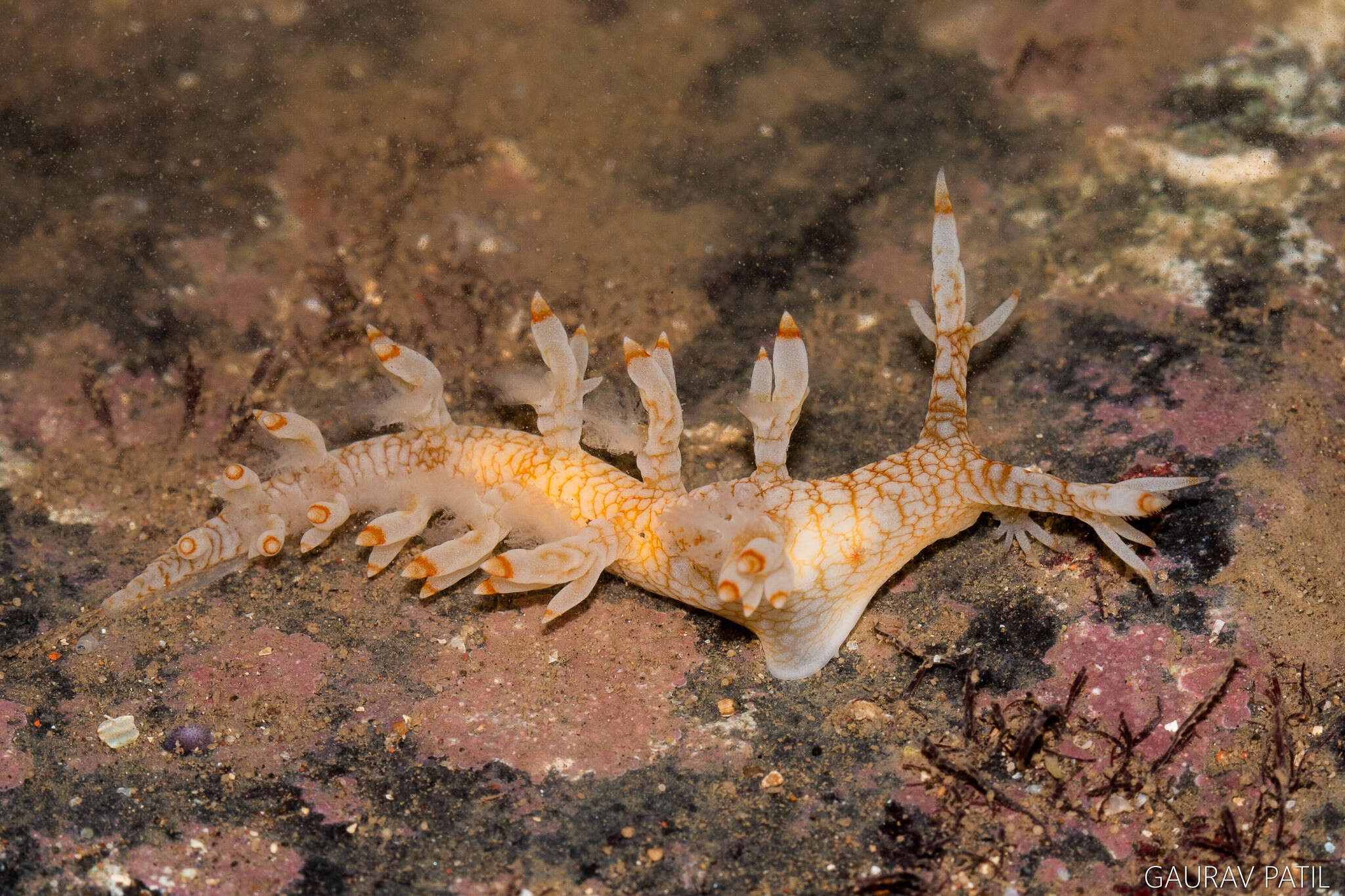 Image of Bornella stellifera (A. Adams & Reeve)