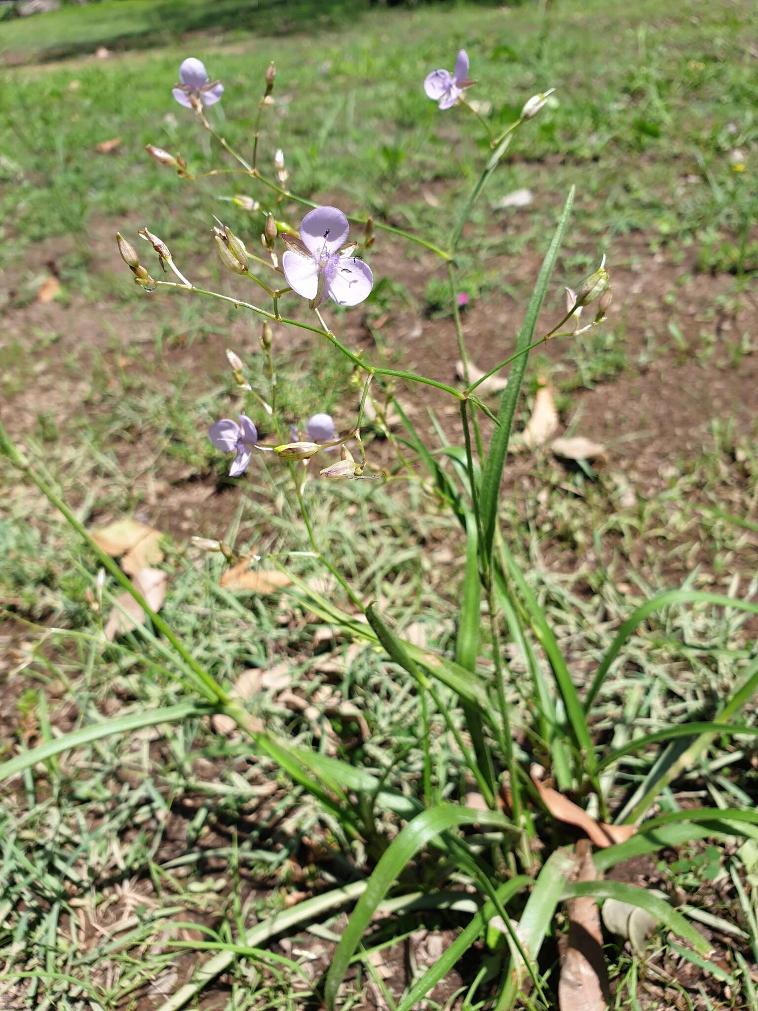 Murdannia graminea (R. Br.) G. Brückn.的圖片