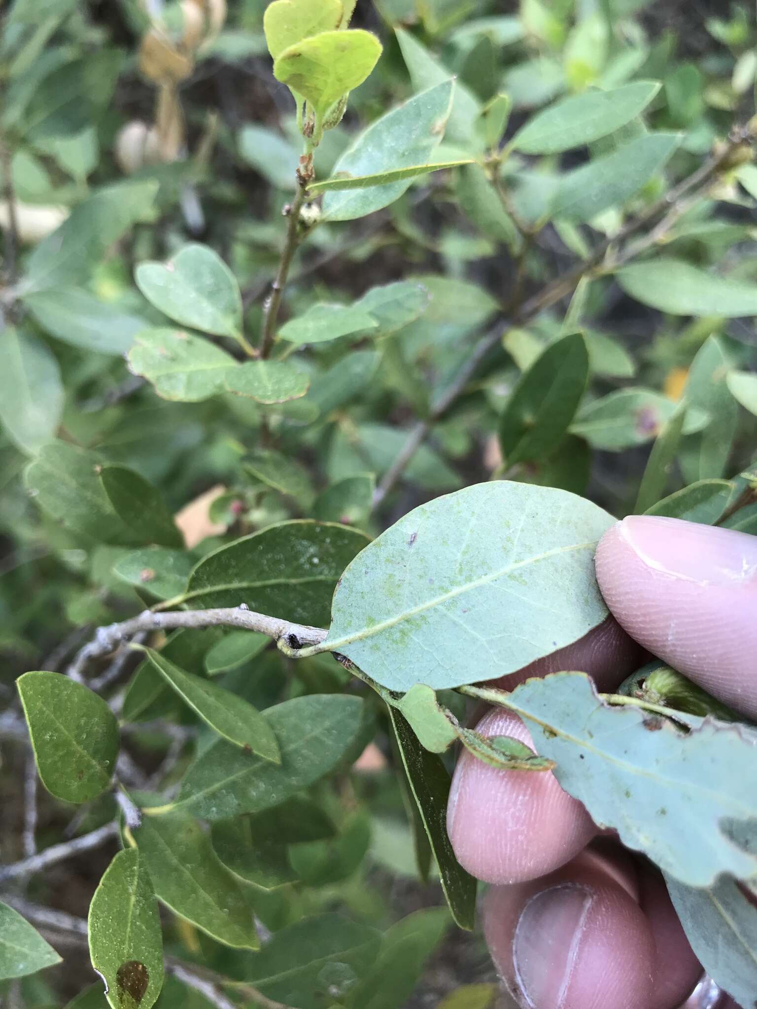 Image of Huckleberry Oak