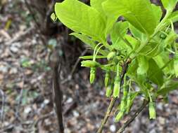 Image of Ohelo Kau La'au