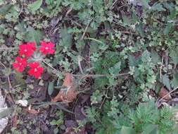 Image of crisped mock vervain