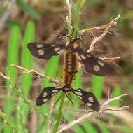 Sivun Ceryx anthraciformis Wallengren 1860 kuva