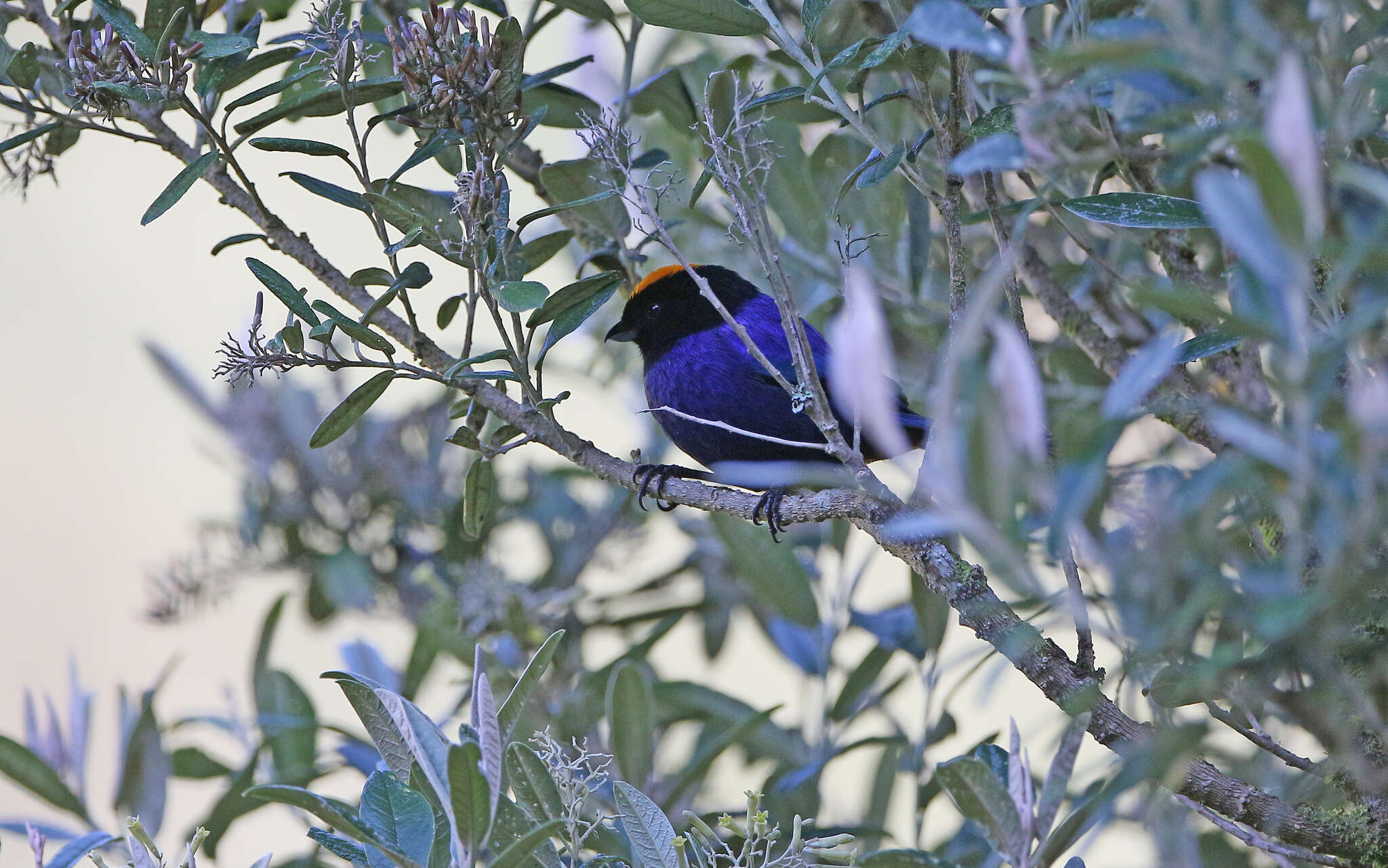 Imagem de Iridosornis rufivertex (Lafresnaye 1842)