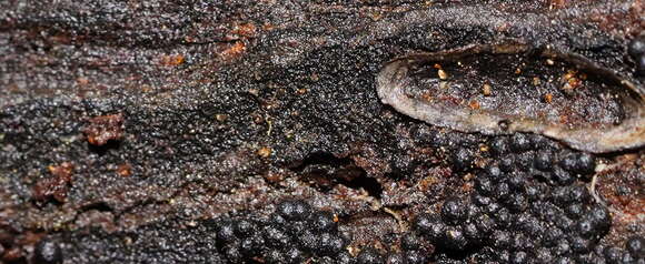 Image de Annulohypoxylon bovei (Speg.) Y. M. Ju, J. D. Rogers & H. M. Hsieh 2005